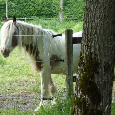 Equitation Equitation